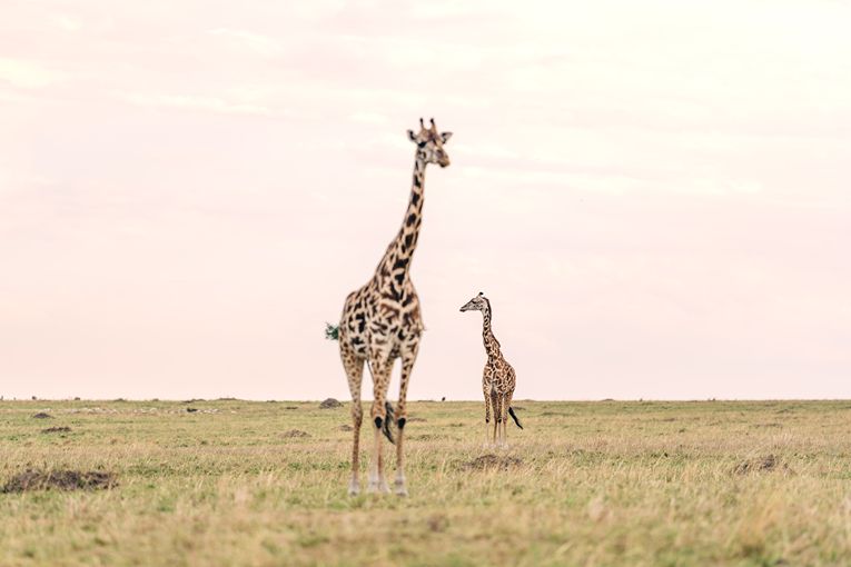 Governors' Camp Collection Safari
