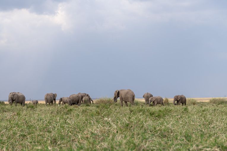 Governors' Camp Family Safari