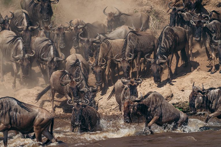 Great Migration - Governors' Camp Collection