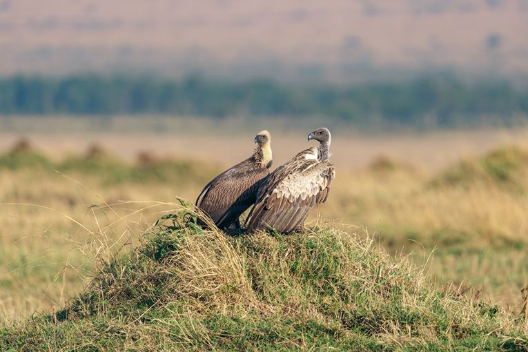 Masai Mara Safari - Governors' Camp