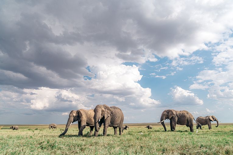 Masai Mara Wildlife - Governors' Camp Collection