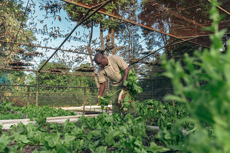 Vegetable Garden at Governors' Camp
