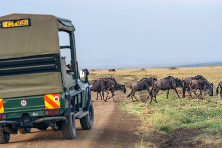 Governors' Camp Collection Safari