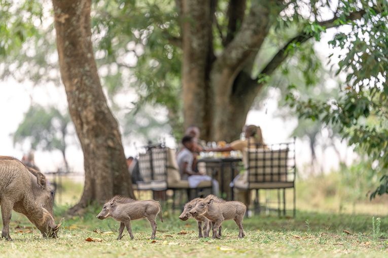 Governors' Camp Family Safari