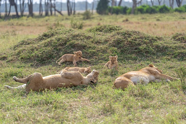 Governors' Camp Family Safari