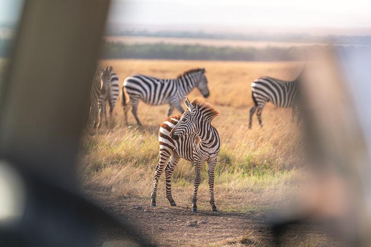 Governors' Camp Family Safari
