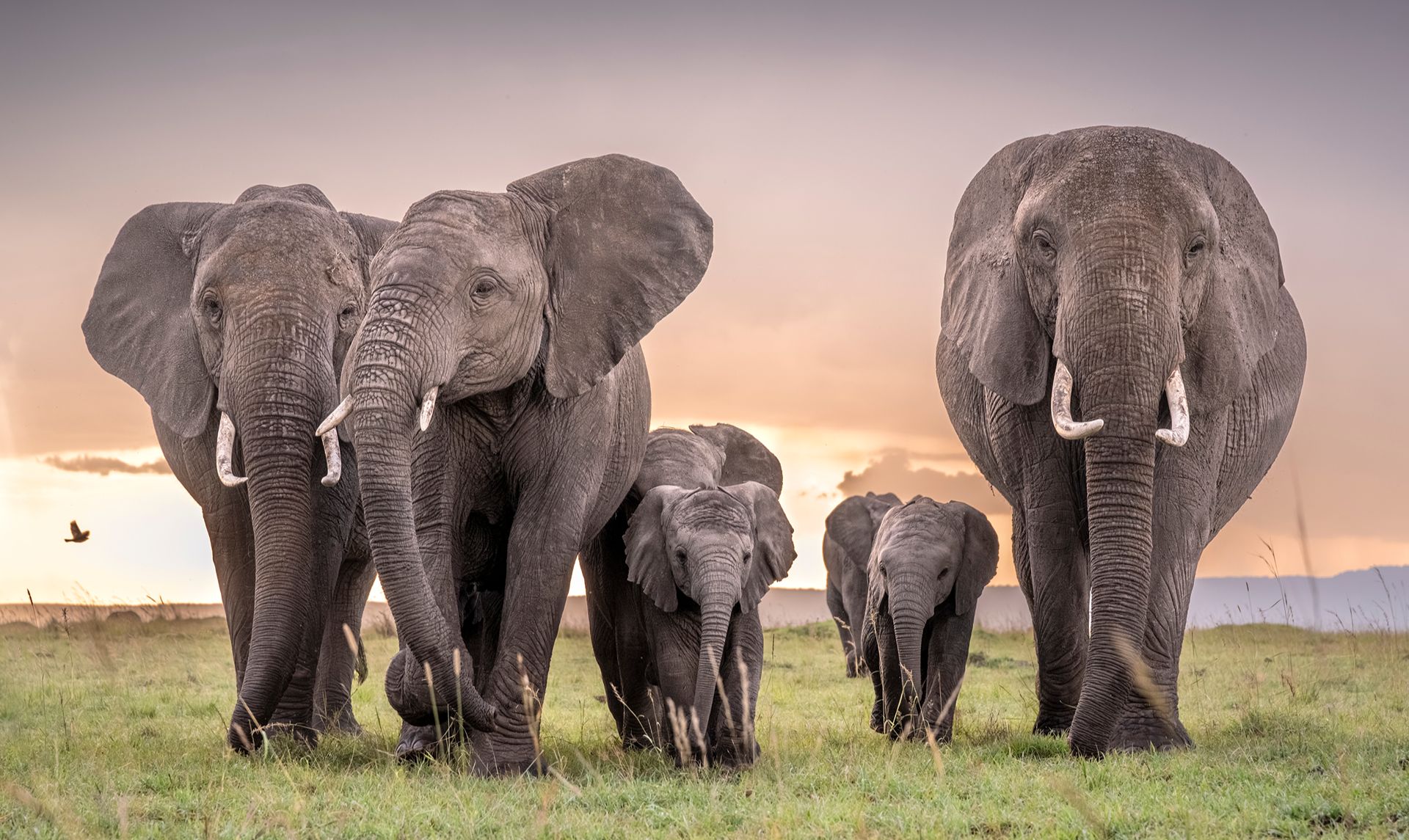 Masai Mara Elephants