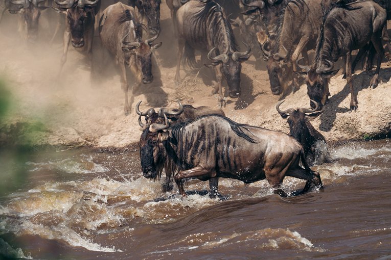 Masai Mara Safari with Governors' Camp Collection