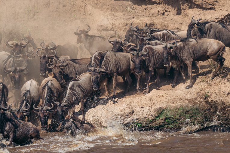 Masai Mara Safari with Governors' Camp Collection