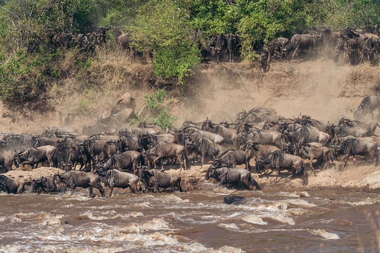 Masai Mara Safari with Governors' Camp Collection