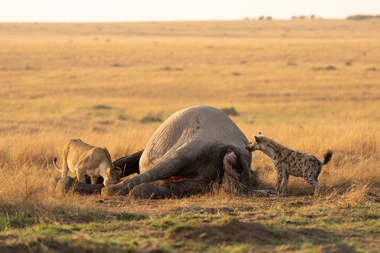 Masai Mara Safari with Governors' Camp Collection
