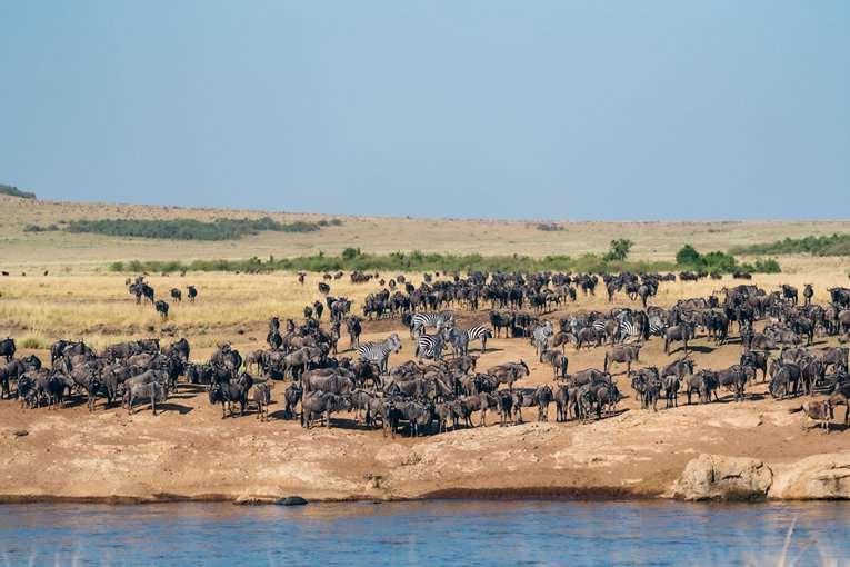 Masai Mara Safari with Governors' Camp Collection
