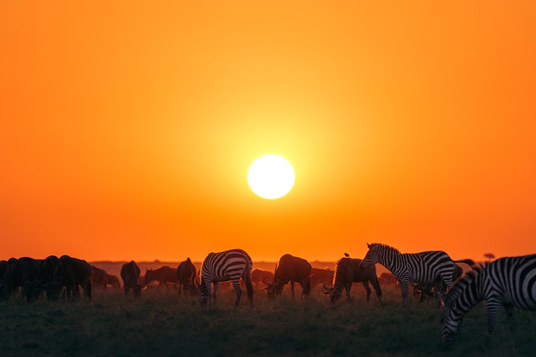 Masai Mara Safari with Governors' Camp Collection