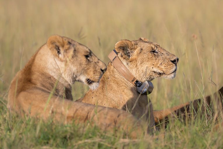 Mara Predator Conservation