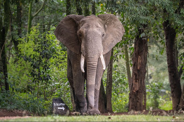Masai Mara Safari with Governors' Camp Collection