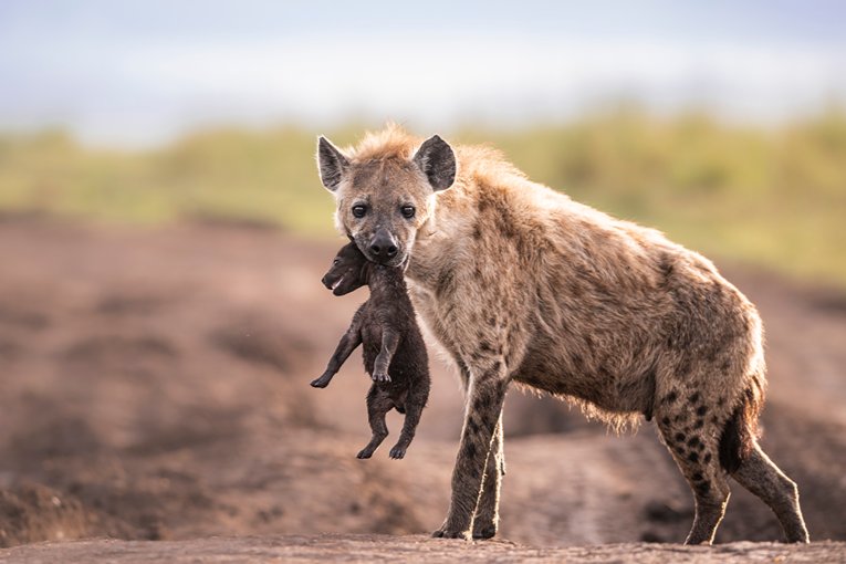 Masai Mara Safari with Governors' Camp Collection