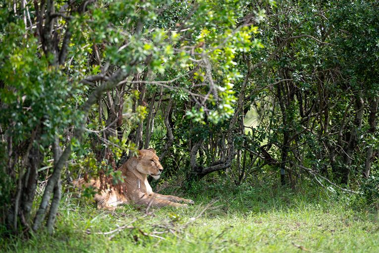 Mara Predator Conservation