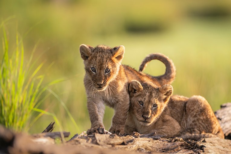 Masai Mara Safari with Governors' Camp Collection