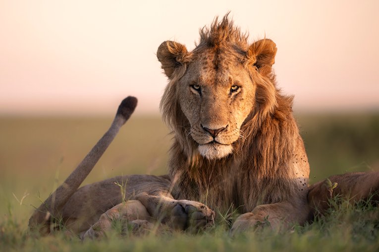 Masai Mara Safari with Governors' Camp Collection