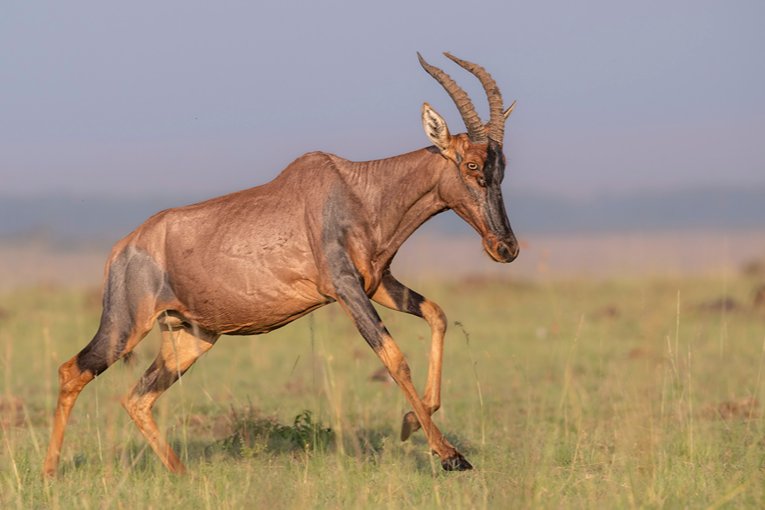 Masai Mara Safari with Governors' Camp Collection